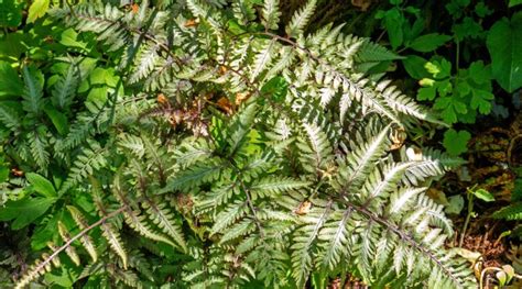 How to Plant, Grow, and Care For Japanese Painted Ferns