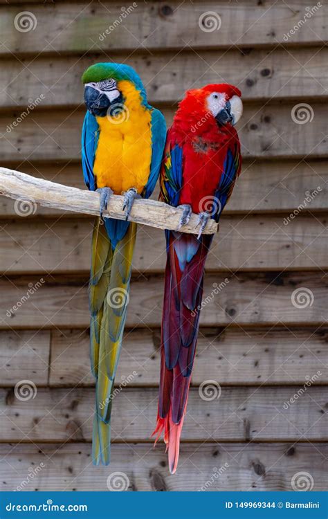 Macaw Scarlet and Blue-and-yellow Parrots, Long-tailed Colorful Exotic ...