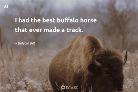 Buffalo Quotes About The Robust Bovids