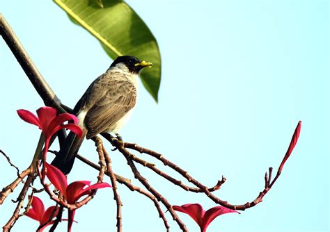 Sooty Headed Bulbul Bird Perched Free Photo On Pixabay Pixabay