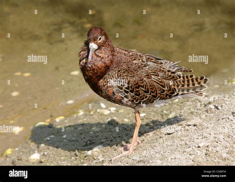 Ruff Bird Uk Hi Res Stock Photography And Images Alamy