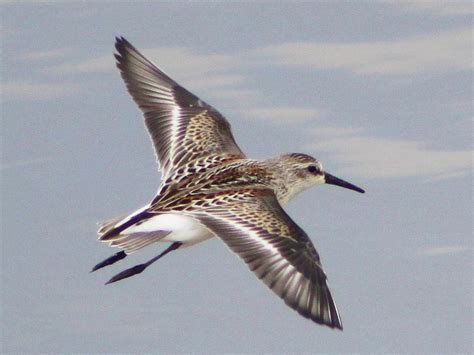 Western Sandpiper Ebird