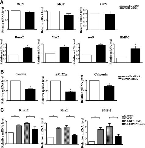 Cartilage Oligomeric Matrix Protein Inhibits Vascular Smooth Muscle