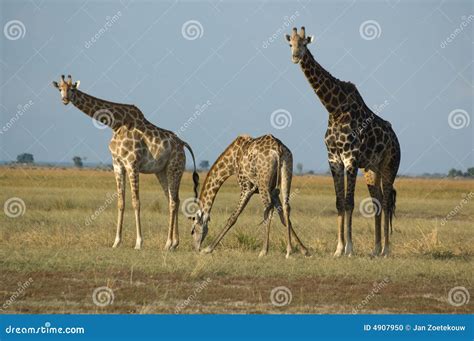 Drinking giraffes stock photo. Image of africa, long, wild - 4907950