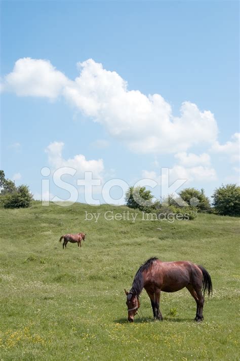 Meadow With Horses Stock Photo Royalty Free Freeimages