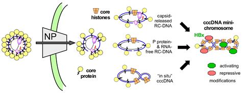 Viruses Free Full Text A Role For The Host Dna Damage Response In