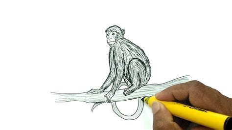 Realistic Monkey Drawing