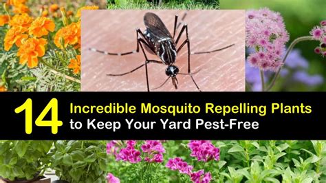 14 Incredible Mosquito Repelling Plants To Keep Your Yard Pest Free