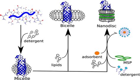 Influence Of Detergent And Lipid Composition On Reconstituted Membrane