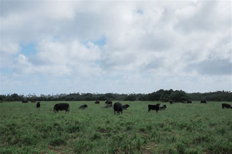 Banco De Imagens Grama Campo Fazenda Prado Pradaria Animais