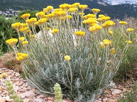 Бессмертник песчаный | Giardino di erbe aromatiche, Piante medicinali ...