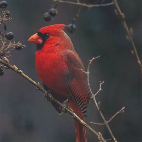 Descubre El Misterioso Significado De Ver Un Pajarito Rojo