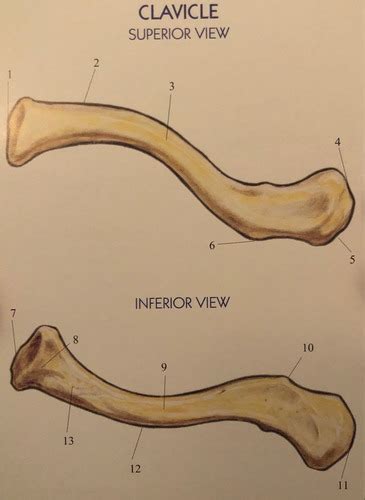 Anatomy Clavicle Flashcards Quizlet