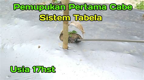 Pemupukan Pertama Tanaman Cabe Sistem Tabela Youtube