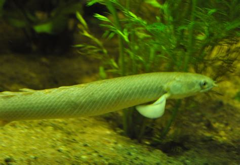 Zootografiando 6057 Animals Bichir De Senegal Gray Bichir