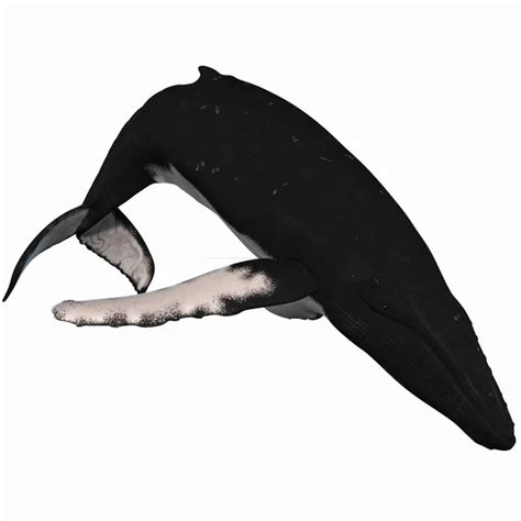 Humpback Whale — Stock Photo © Digitalstudio #2650940