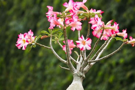 Propiedades Curativas De La Rosa Del Desierto Beneficios Para La Salud