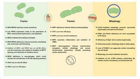 | Mechanisms of mitochondrial dynamics and mitophagy in cardiometabolic ... 