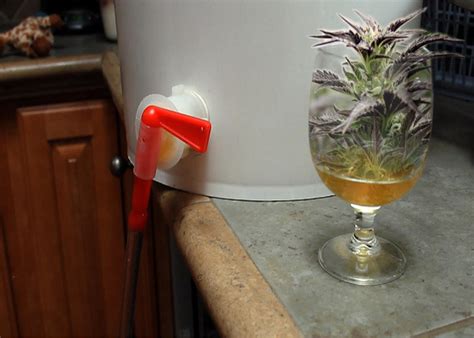 Weed Beer How To Brew Pot Infused High Pa A Cannabis Beer From