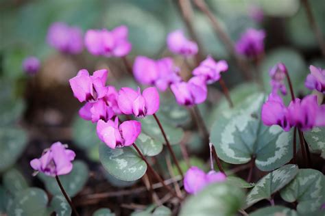 Cyclamen Flower Pink Flowers Early - Free photo on Pixabay