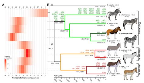 Extinct and extant Equus genomes reveal speciation with gene flow ...