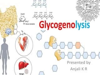 Glycogenolysis pathway and its regulation a detailed study. | PPT