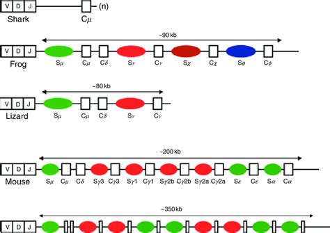 1 Genetic Alterations Of The Mouse Igh Locus A Genomic Organization Download Scientific