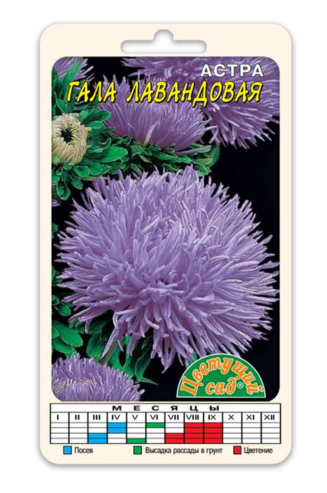цАстра Гала Лавандовая густомахровая
