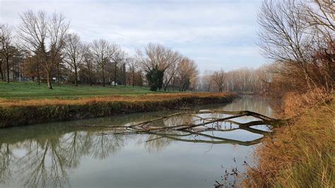 Imola Taglia Gli Alberi Per Pulire Gli Argini Del Santerno Il Comune