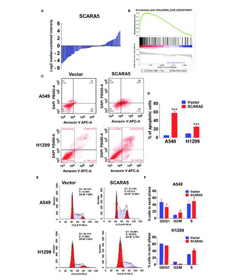 Scara Induced Cell Cycle Arrest And Apoptosis In Lung Cancer A