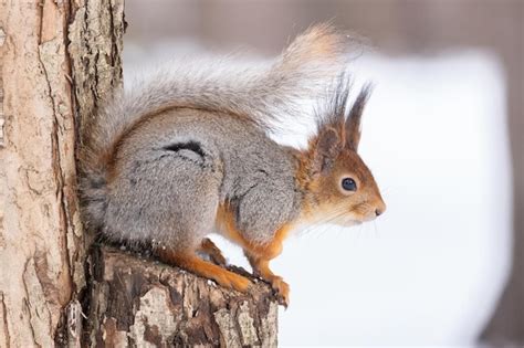 Eichh Rnchen Im Winter Sitzt Auf Einem Baumstamm Mit Schnee Eurasisches