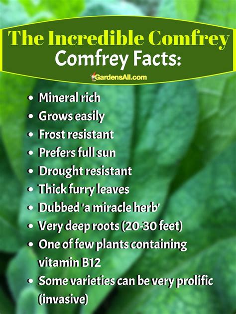 Comfrey Uses and Benefits for Your Garden and Your Body - GardensAll