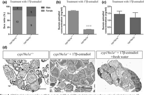 Figure 4 From Targeted Disruption Of Aromatase Reveals Dual Functions