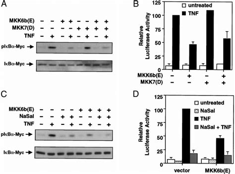 Effects Of Mkk B E And Mkk D Expression On Ib Phosphorylation And