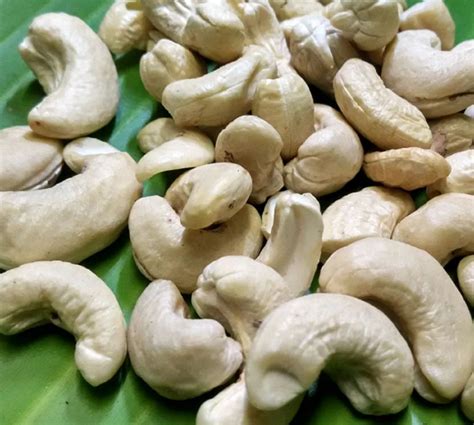 SW240 Scorched Whole Cashew Nuts At Rs 680 Kg Cashew Nuts In Panruti