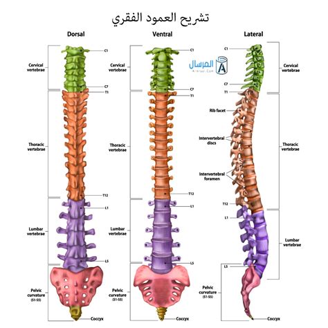 شرح العمود الفقري عند الانسان بالتفصيل المرسال