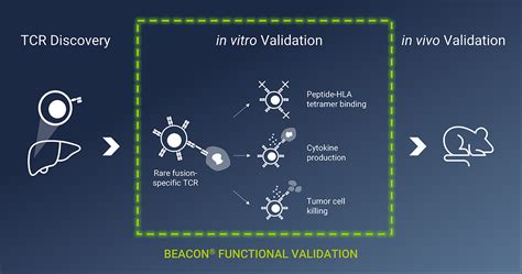 Bruker Cellular Analysis Beacon Platform Used To Characterize