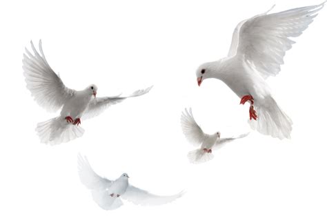 Dove Clipart Merpati Picture 947082 Dove Clipart Merpati