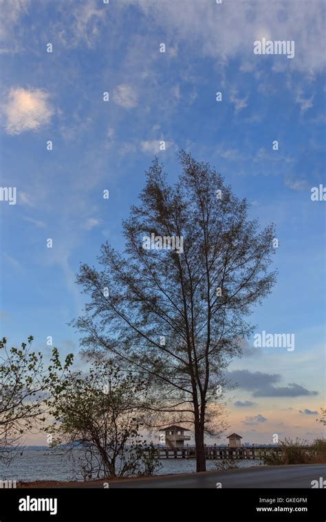 Fruit Tree Canopy Hi Res Stock Photography And Images Alamy