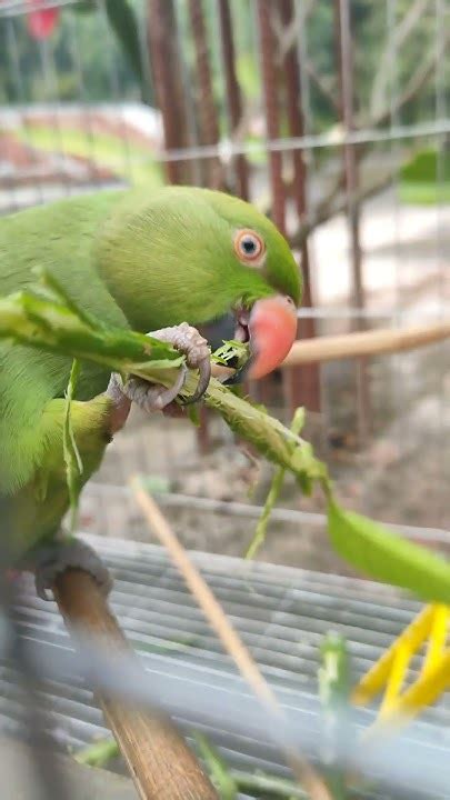 Mithu Mithu Mummy Parrot Talking Parrot Story 💚 Youtube