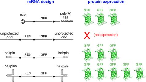 Terminal Hairpins Improve Protein Expression In IRES Initiated MRNA In