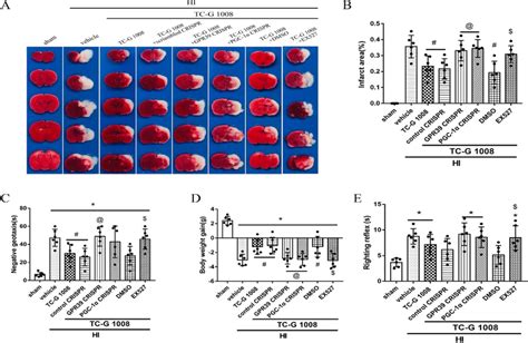 Effects Of Gpr39 And Pgc 1α Crispr And Sirt1 Inhibitor Ex527 With Tc G