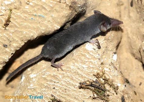 14 Etruscan Shrew Facts: World's Smallest Mammal (Non-Flying) | Storyteller Travel