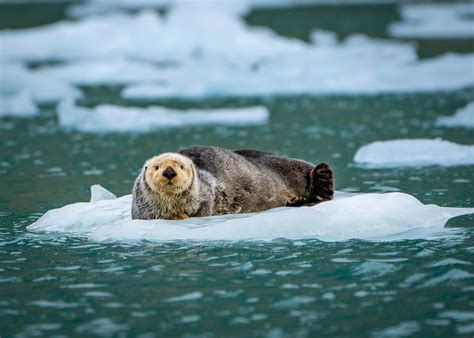 Sea Otter On Floating Glacial Ice Prince William Sound Alaska