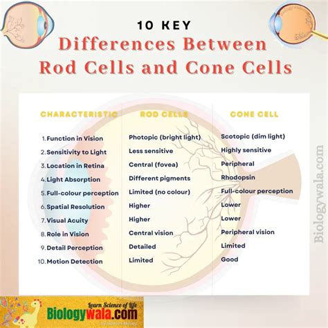 PDF Rod Cells And Cone Cells Differences Biology PDF