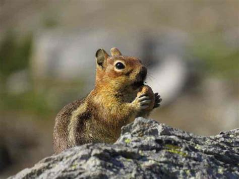 Wildlife Viewing | Visit Rainier