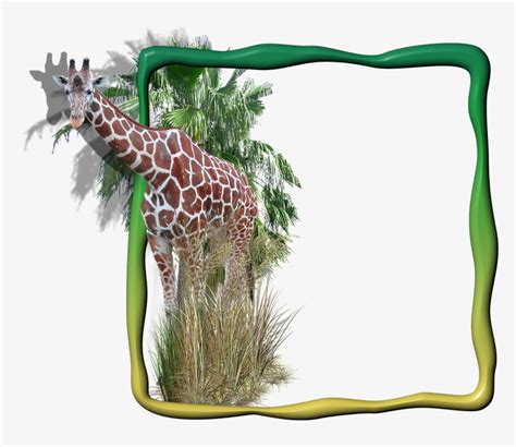 Frame Photo Frame Giraffe In The Frame Giraffe Transparent Png