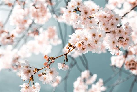 Mac Desktop Backgrounds Flower