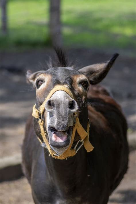 Funny Esel Tierportrait Schreiendes Lustiges Gesicht Mit Offenem Mund