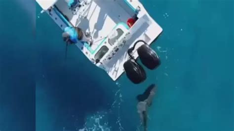 Drone-captured shark showdown: Florida fishing boat thrashed by bull ...